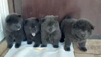 Chow-Chow bleu
