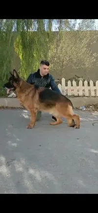 Berger allemand pedigree 