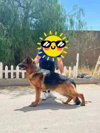 Mal berger allemand de très haut niveau 
