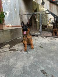 dog-berger-allemand-alger-centre-algeria