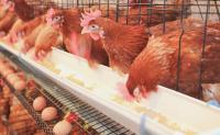 farm-animals-دجاج-احمر-بياض-hamala-mila-algeria