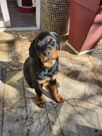 Rottweiler 