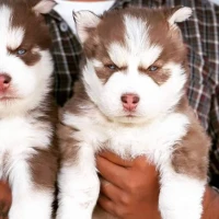 Husky wooly