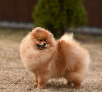 chien-yorkshire-toy-pekinois-bichon-chihuahua-spitz-allemand-pomeranian-chow-carlin-draria-alger-algerie