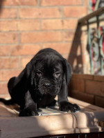 chien-cane-corso-draria-alger-algerie