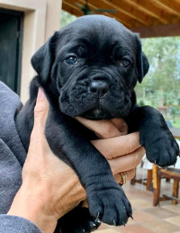 chien-cane-corso-draria-alger-algerie