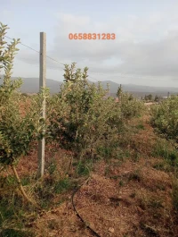 Vente Terrain Agricole Tlemcen Ain fezza