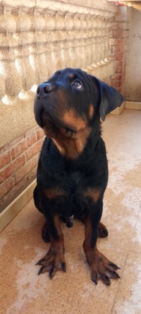 rottweiler Serbie