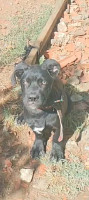 chien-cane-corso-cheraga-alger-algerie