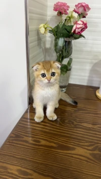 Scottish fold 