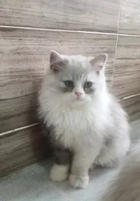 Chaton persan dollfaces