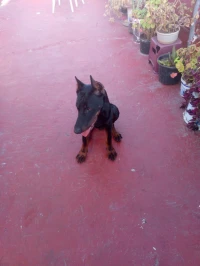 Dobermann