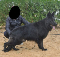 chien-berger-allemand-royal-black-mostaganem-algerie