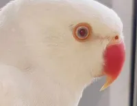 Magnifique perroquet indien mutation albinos ...