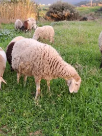 نعجة نعاج brebis