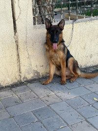 chien-male-berger-allemand-6-mois-baraki-alger-algerie