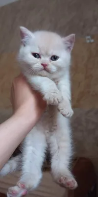Chaton