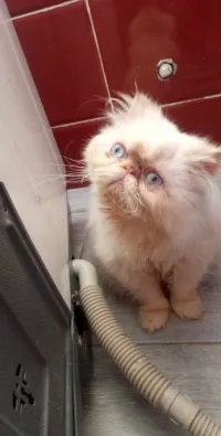 Hymalayen peky face