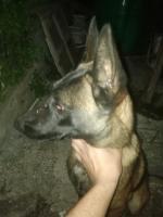 chien-malinois-charbone-annaba-algerie