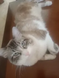 Chat Ragdoll pure race