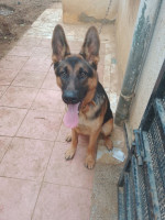 chien-berger-allemand-male-rex-birkhadem-alger-algerie