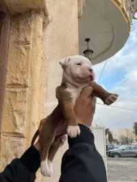 Chiots Américan Bully XL