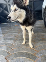 autre-chien-husky-femelle-douera-alger-algerie