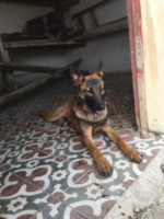 chien-berger-malinois-5-mois-ghazaouet-tlemcen-algerie