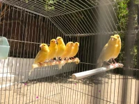 Canari male