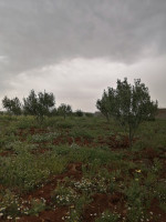 terrain-agricole-vente-medea-el-guelbelkebir-algerie