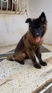 Chiot loup américain femelle 