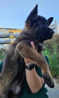 Chiot Akita American géants 