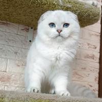 chat-scottish-fold-et-british-kouba-alger-algerie