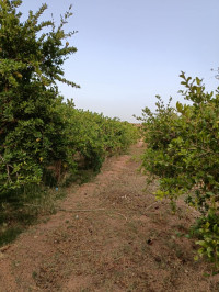 terrain-agricole-vente-djelfa-messad-algerie