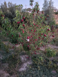 terrain-agricole-vente-oran-algerie