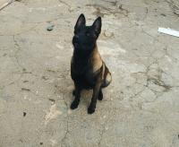 chien-berger-malinois-charbonnier-ahl-el-ksar-bouira-algerie