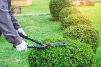 cleaning-gardening-amenagement-jardinage-nettoyage-a-domicile-beni-mered-blida-algeria