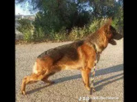 chien-berger-allemand-pedigree-zeralda-alger-algerie