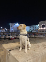 chien-lablador-2ans-pret-a-coupler-staoueli-alger-algerie