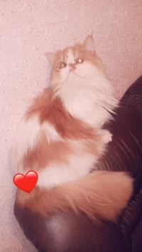 Chat van