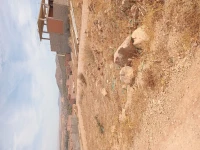 Vente Terrain Tlemcen Tlemcen