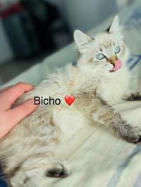 chat-bicho-3-mois-pure-rasse-siamois-bouzareah-alger-algerie