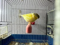 Canari gloster 