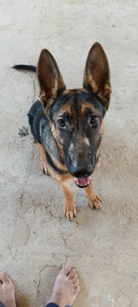 chiens-berger-allemand-ouaguenoun-tizi-ouzou-algerie