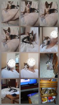 قطط-chaton-a-adopter-بومرداس-الجزائر