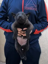 Malinois bleu mexicain 