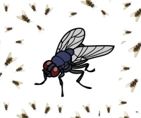 Extermination des mouches  القضاء على الذبان 