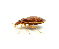 Extermination des punaises de lit بق الفراش à oran 