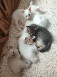 Chat angora Turk 