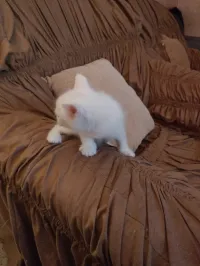 Chat angora Turk 